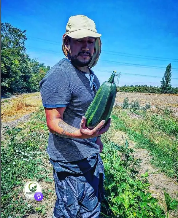 Cosecha de hortalizas