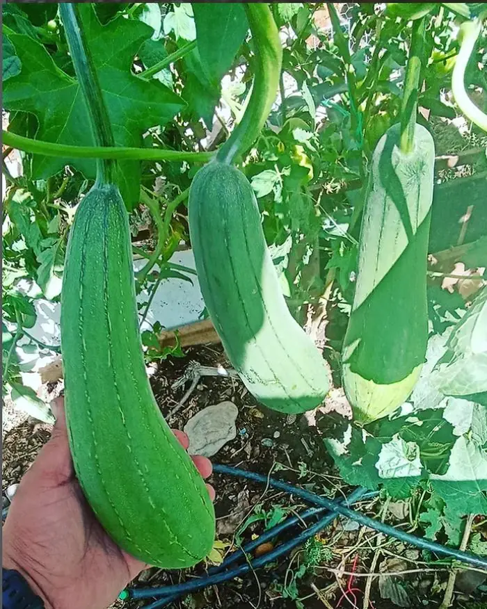Hortalizas y nutrición