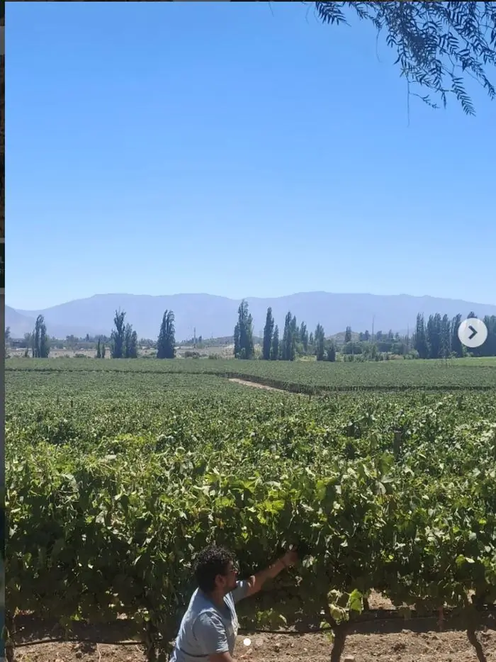 Manejo de viñedo