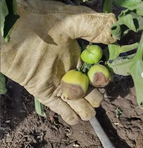 Observación del cultivo