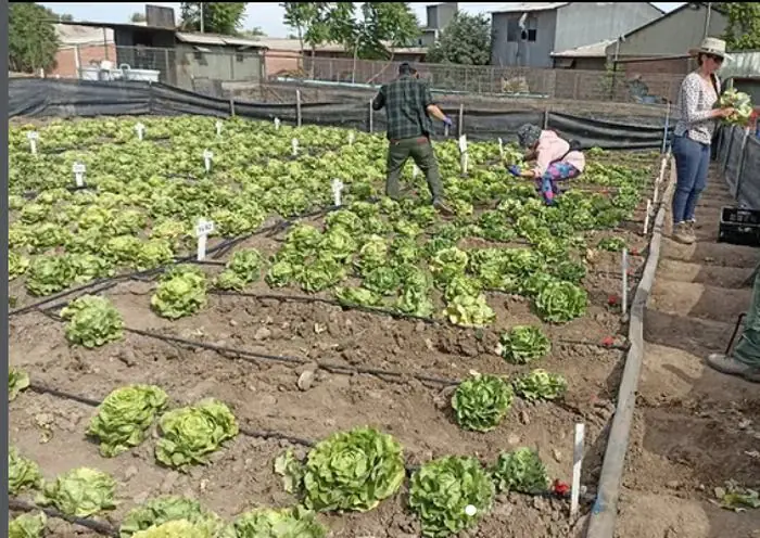 Manejo de hortalizas