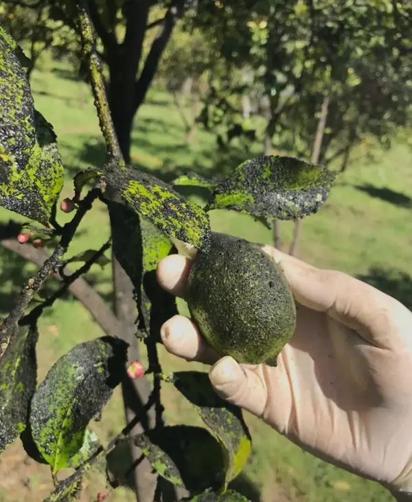 Nutrición de cítricos