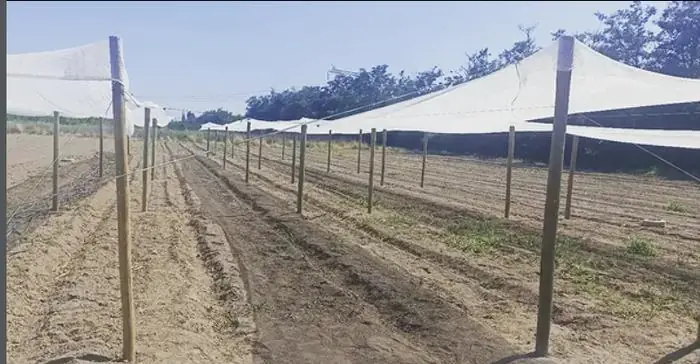 Infraestructura de cultivo