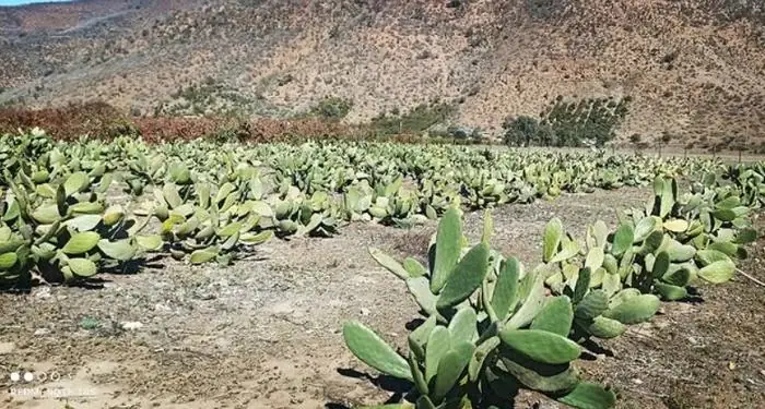 Diversificación con nopales